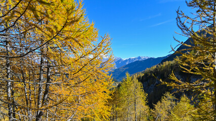 Paesaggio di alta montagna, in ottobre, con larici autunnali colorati di giallo e arancione,...