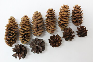 fir and pine cones on a white background, standing in a row