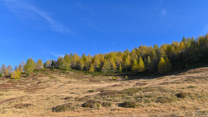 Paesaggio di alta montagna, in ottobre, con larici autunnali colorati di giallo e arancione,...