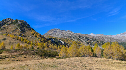 Paesaggio di alta montagna, in ottobre, con larici autunnali colorati di giallo e arancione, intervallati da pini verdi 