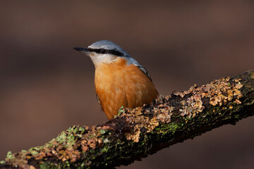 a cute beautiful bird with an orange breast, Eurasian Nuthatch, Sitta europaea, turkey