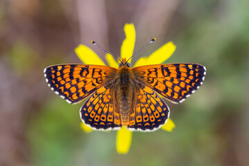 red butterfly on yellow flower, Melitaea cinxia