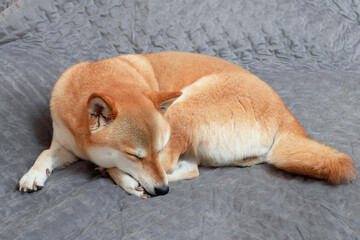 Cute red Shiba inu dog sleeps on grey sofa at home. Close-up.