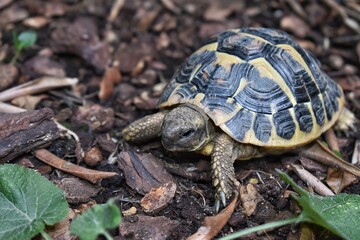 Land turtle Testudo Hermanni Hermanni free in nature, between earth and bark in the woods