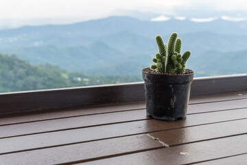 Cactus in a small black pot on a wooden table of a resort in the mountains of northern Thailand.