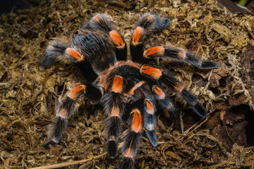 Brachypelma Hamorii (ex Smithi) macro, close up