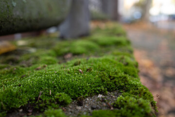 Selective focus and macro view of moss on concrete railing on the sidewalk and blur background of foliage in autumn season.