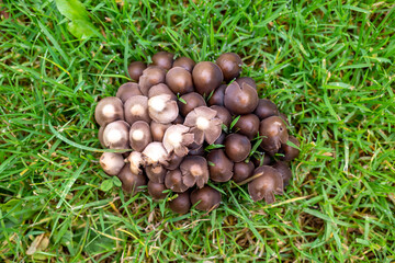 Top view natural group of mushroom on grass and ground.
