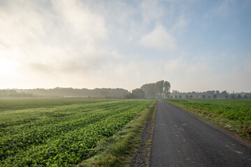 Fototapeta na wymiar Misty and sunny scenery of small road with foggy over agricultural field and on countryside in Germany in the morning, in autumn season.