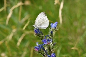 close up of butterfly Pieris brassicae known in Italy as Cavolaia maggiore on purple flower of in the woods of the Tuscan Apennines