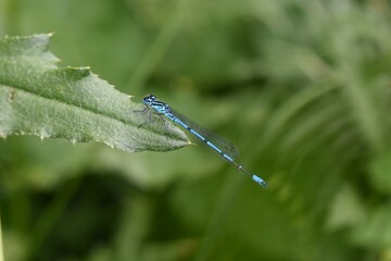 Blue dragonfly poasata on a green leaf close up in color neutral background
