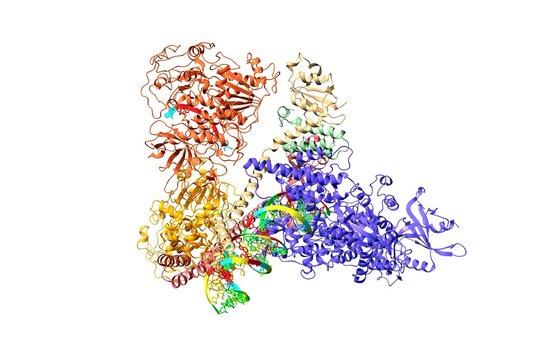 Structure of SARS-CoV-2 mini replication and transcription complex. 3D cartoon model, chain id color scheme, PDB 7cxm, white background