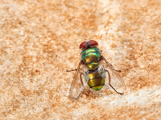 Green fly. Banded Blowfly. Chrysomya albiceps.  