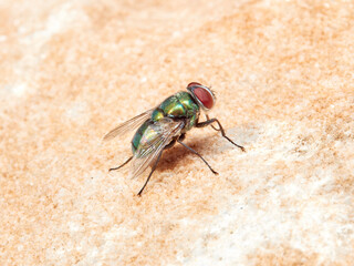 Green fly. Banded Blowfly. Chrysomya albiceps.  