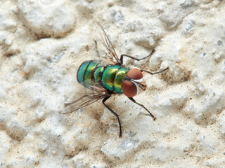 Green fly. Banded Blowfly. Chrysomya albiceps.  