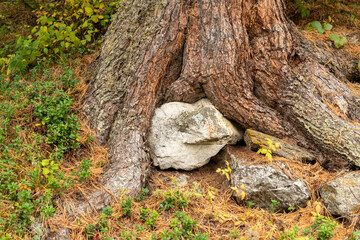 Baum und Stein