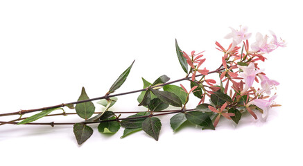 Abelia sprig with flowers