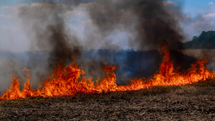 A fire on the stubble of a wheat field after harvesting. Enriching the soil with natural ash fertilizer in the field after harvesting wheat.