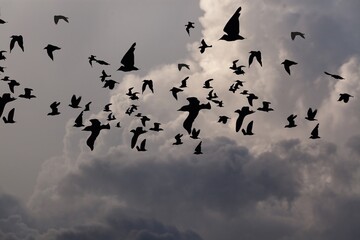 Wild Birds flying in the blue sky.