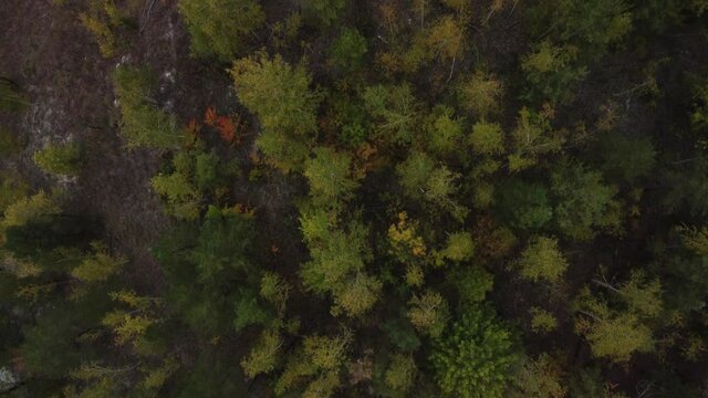 Aerial top down view of autumn forest on a cloudy day.