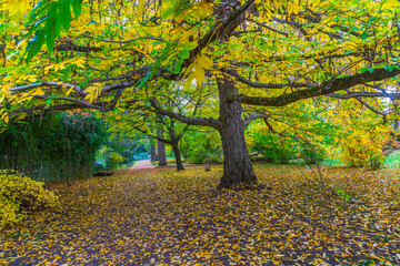 Fototapeta na wymiar beauty of autumn - colorful leaves - germany 