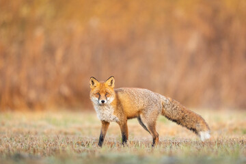 Mammals - European Red Fox (Vulpes vulpes)
