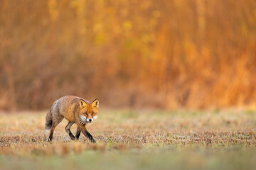 Mammals - European Red Fox (Vulpes vulpes)