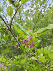 Obraz premium blooming tree