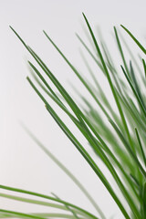 photography of onion feathers, close-up of green grass on a light background