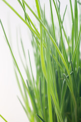 photography of onion feathers, close-up of green grass on a light background