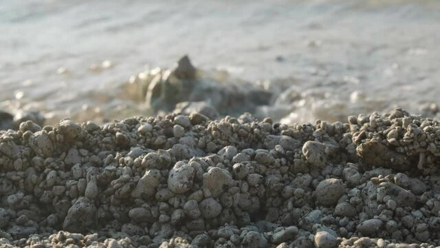 沖縄の海(備瀬ビーチ)に漂着する軽石