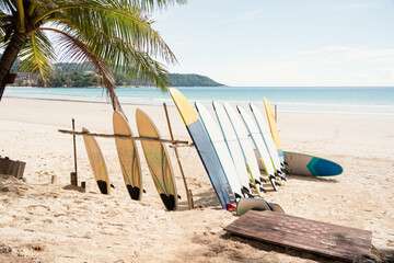 Surfboard and palm tree on beach