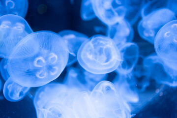 Sea Moon jellyfish translucent blue light color and dark background.