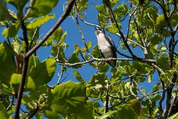 Sea gull, isolated on the tree