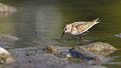Gambecchio, limicolo migratore, in pausa sul fiume in cerca di cibo