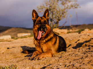 Собака породы немецкая оDog breed German Shepherd lies on a stone looking into the distance