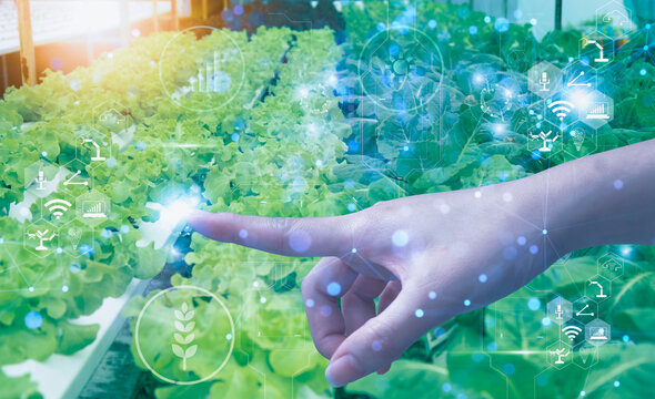 Business woman use visual screen interface,rice fields production control,concept agricultural product control technology,agriculture trading world market,track productivity,satellite for Agriculture