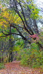 image of a beautiful autumn forest close-up