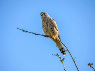 beautiful kestrel perched on a branch with a bright blue sky in the background