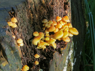 Fungus growing out of an old tree trunk a sign of Autumn