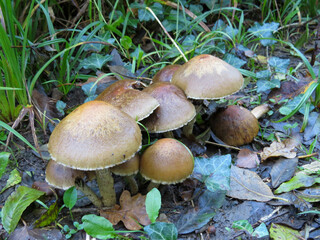 shiny toadstools growing in the Autumn sunshine