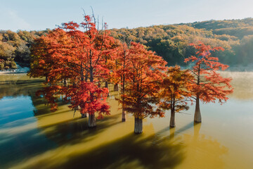 Aerial view of tree with red needles in water. Autumnal swamp cypresses and lake with reflection.