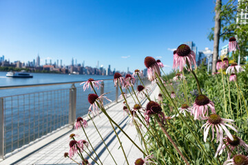Pink Flowers along the Shore of the East River at Domino Park in Williamsburg Brooklyn during the...