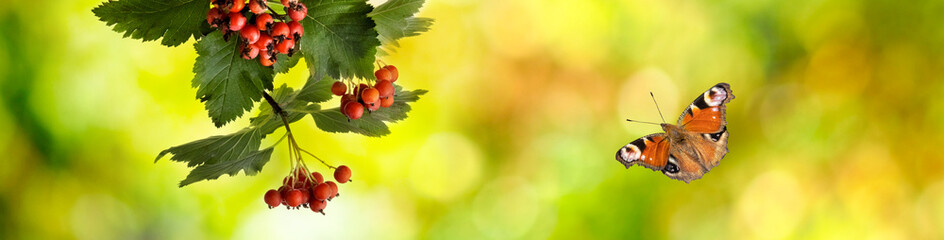 image of beautiful ripe hawthorn berries on a branch on a blurred green natural background.Horizontal image of berries on a branch in the garden..
