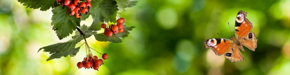 image of beautiful ripe hawthorn berries on a branch on a blurred green natural background.Horizontal image of berries on a branch in the garden..