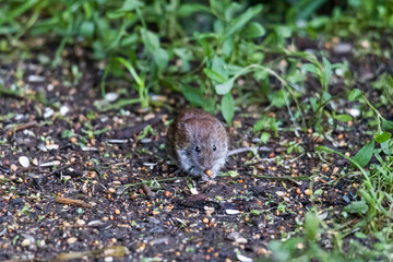 Red-backed vole looking for food on the ground under a bird feeder among germinated seeds