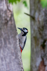 a spotted woodpecker sits on a tree