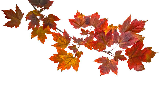 isolated image of autumn leaves close up