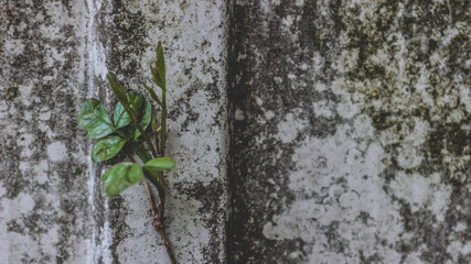 Plant amongst the metal