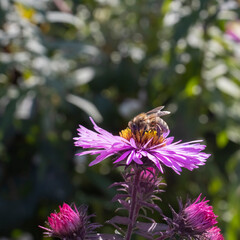 image of flowers and bees in the garden close-up
